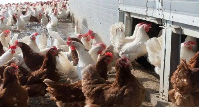 Une autre pandémie bien pire que COVID-19 se cache dans les élevages de poulets, prévient un scientifique