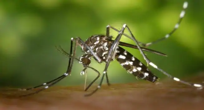 les cas de dengue à delhi ont diminué