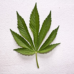 CannaMoms se bat pour légaliser la marijuana médicale pour les enfants