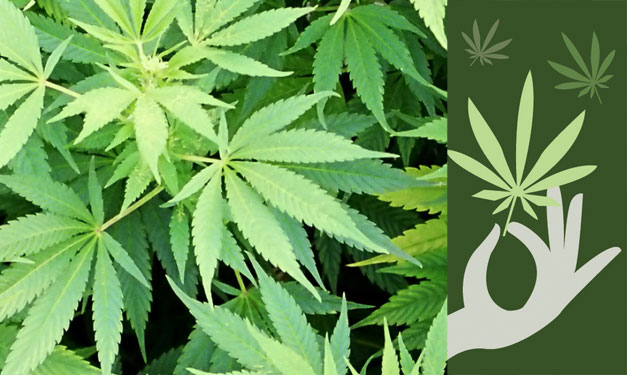 Ce que les parents devraient savoir sur la consommation de marijuana chez les adolescentes