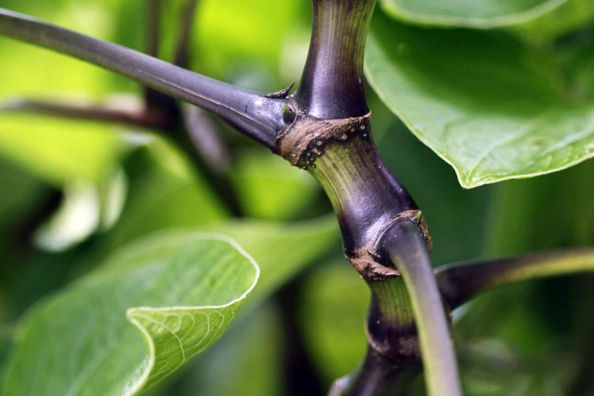 Comment Kava Kava est-il utilisé pour traiter l'anxiété sociale? 2 Comment Kava Kava est-il utilisé pour traiter l'anxiété sociale?