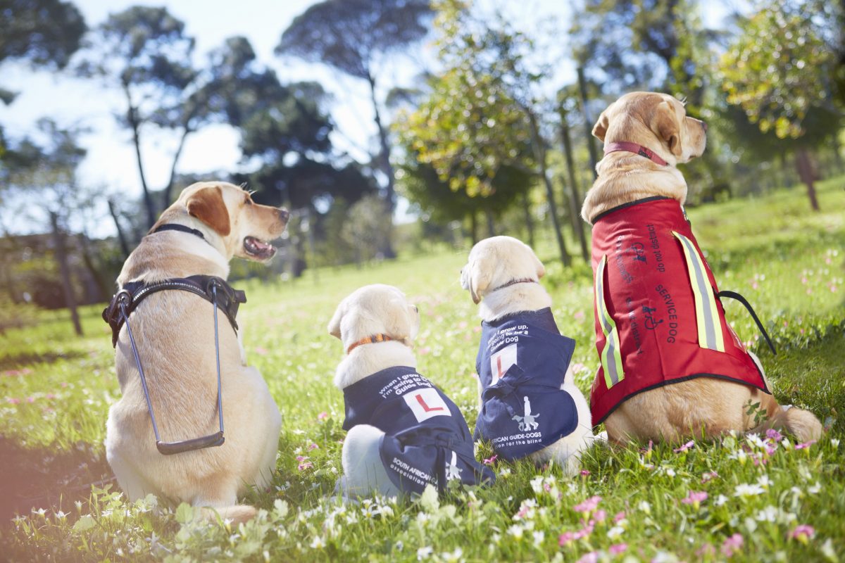 Comment les animaux d'assistance aident les personnes anxieuses