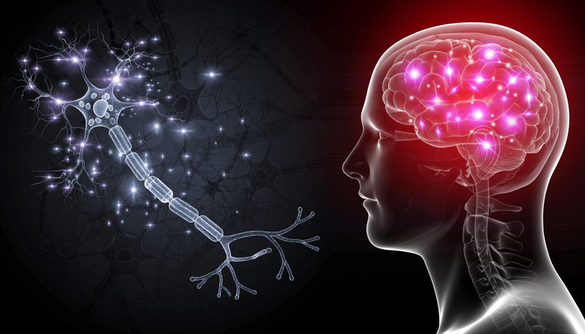 Comment les cellules du cerveau communiquent entre elles 22 Comment les cellules du cerveau communiquent entre elles