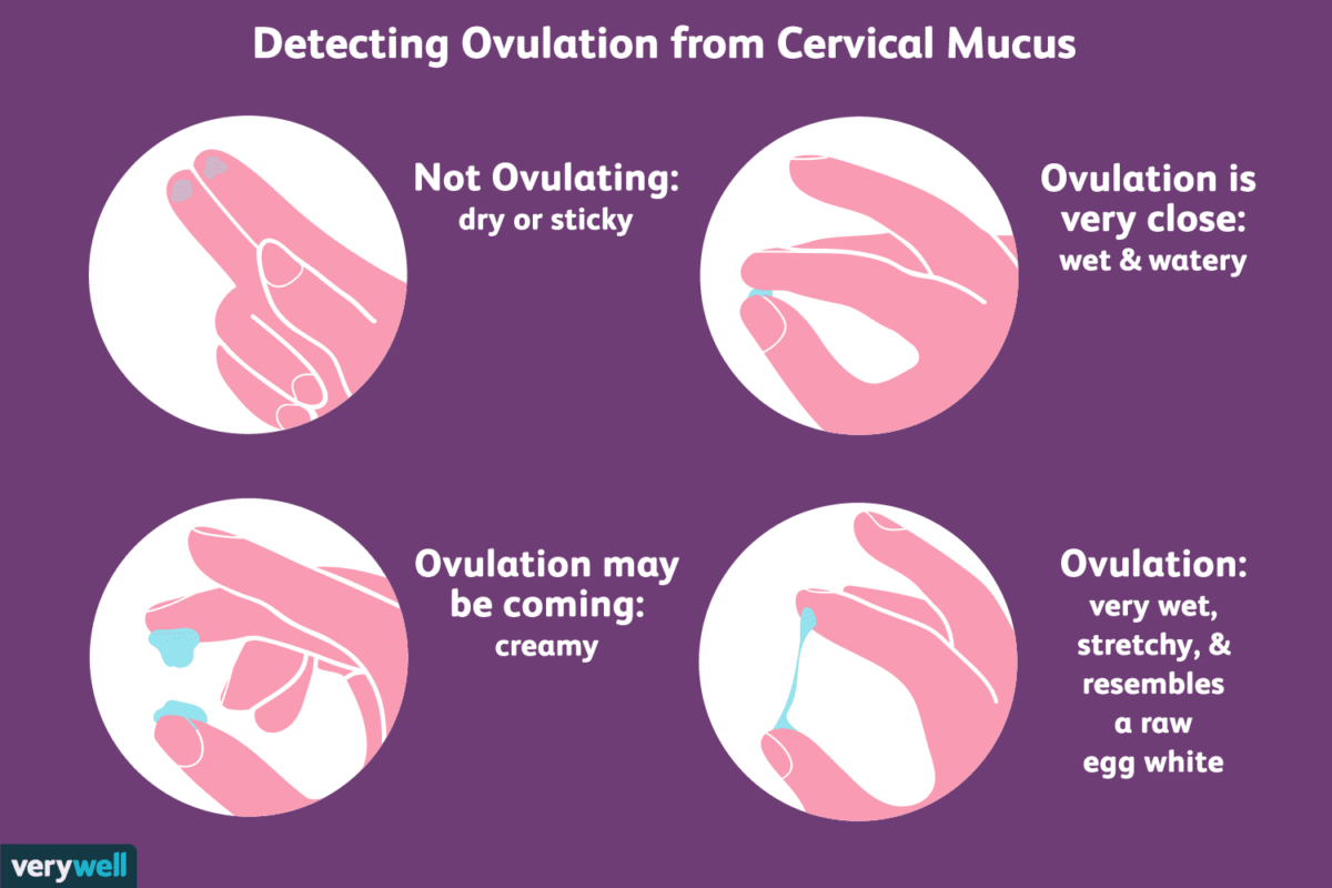 Comment contrôler votre glaire cervicale et détecter l'ovulation