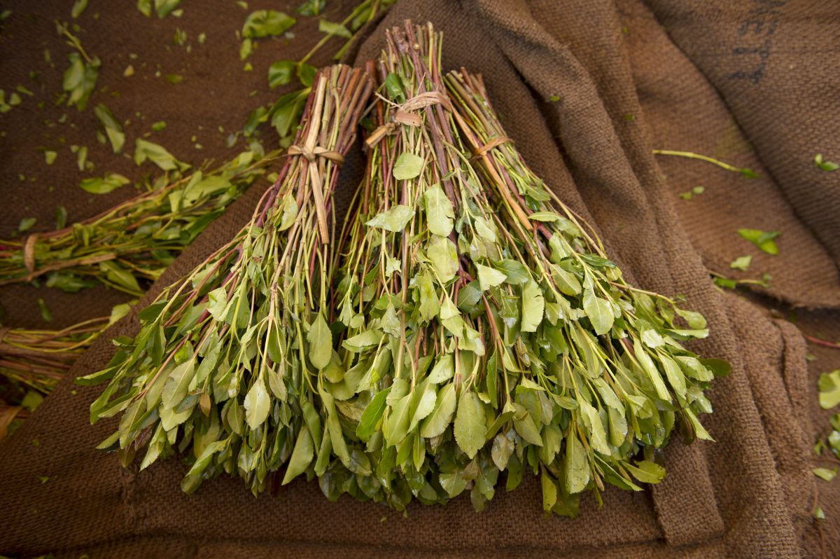 Effets, addictions et risques liés au khat 2 Effets, addictions et risques liés au khat