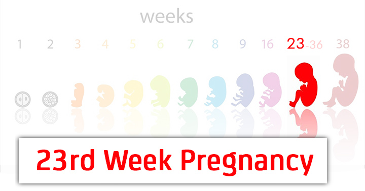 23e semaine de grossesse