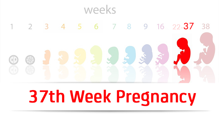 37e semaine de grossesse