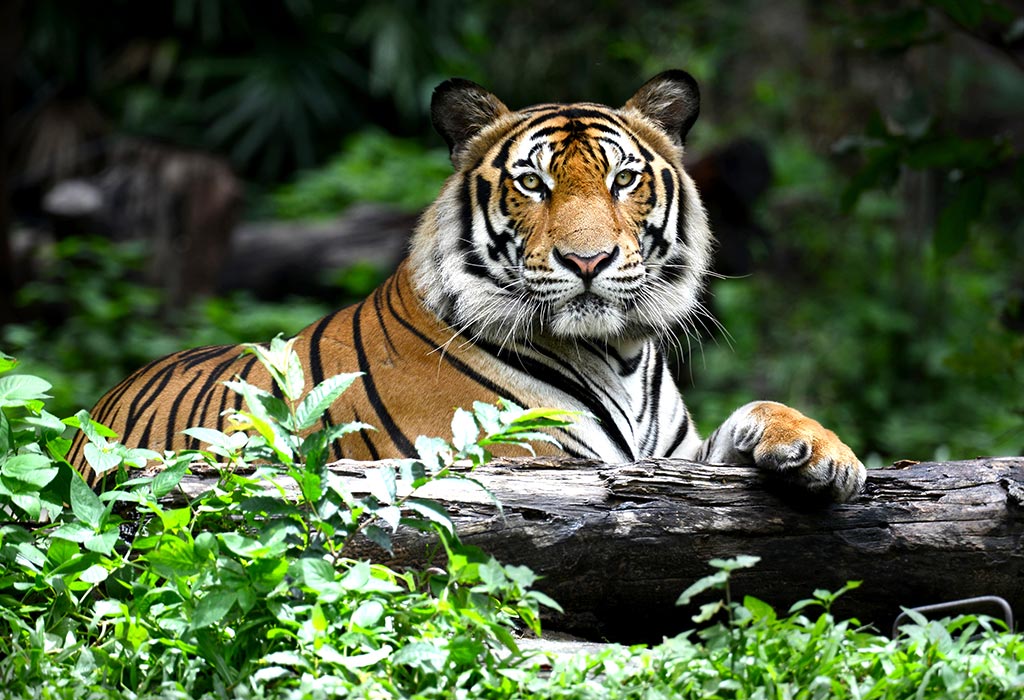 Faits et informations intéressants sur le tigre pour les enfants 8 Faits et informations intéressants sur le tigre pour les enfants