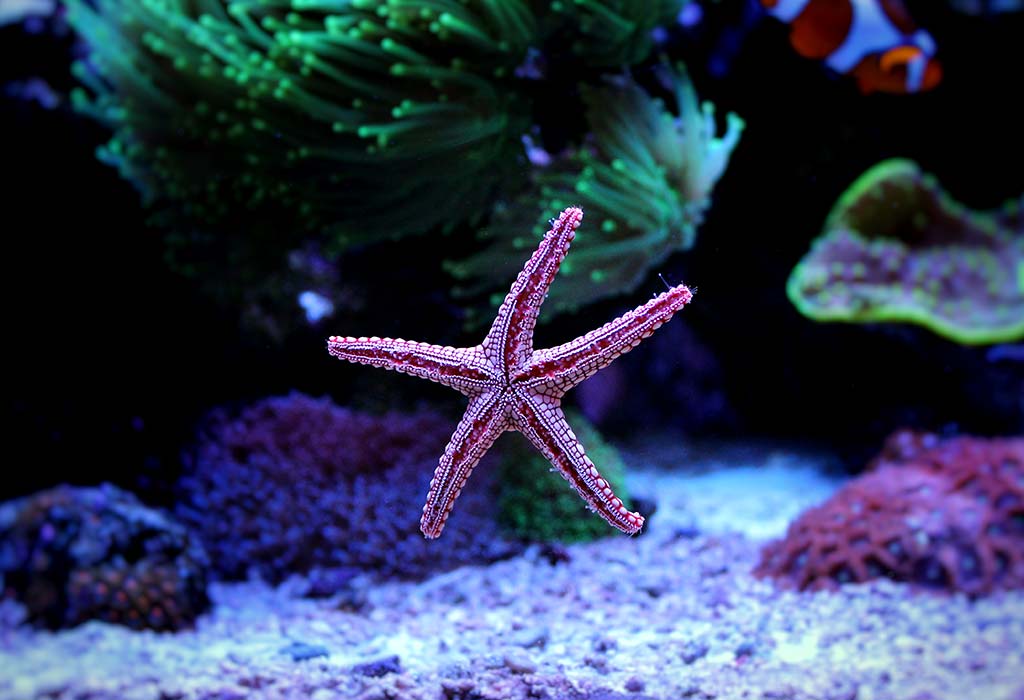 Faits et informations sur Starfish for Kids
