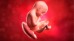 Le rare état du cordon ombilical que vous n'avez peut-être pas entendu La rara condicion del cordon umbilical que quizas no haya