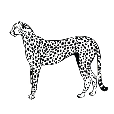 Guépard-gepard