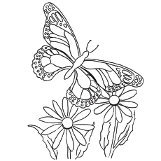 Flying Queen Butterfly Coloring