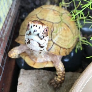 Tortue-boîte avec de superbes yeux rouges