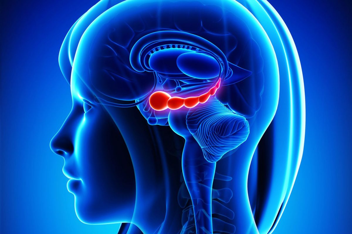 Le cerveau avec TDAH contre le cerveau sans TDAH