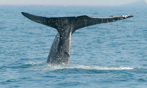 Le défi mortel de la baleine bleue pourrait être lié aux suicides chez les adolescents