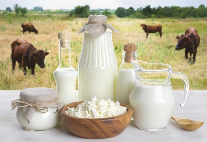 Lait de vache vs lait de buffle pour bébés et tout-petits Lait de vache vs lait de buffle pour bébés et tout-petits