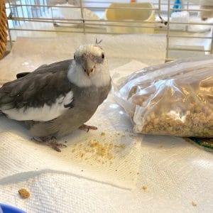 Cockatiel fourrage granola