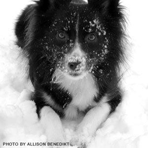 Maman dit penser à deux fois à obtenir un chien si vous prévoyez d'avoir des enfants