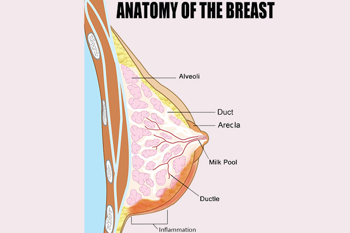 Mastite