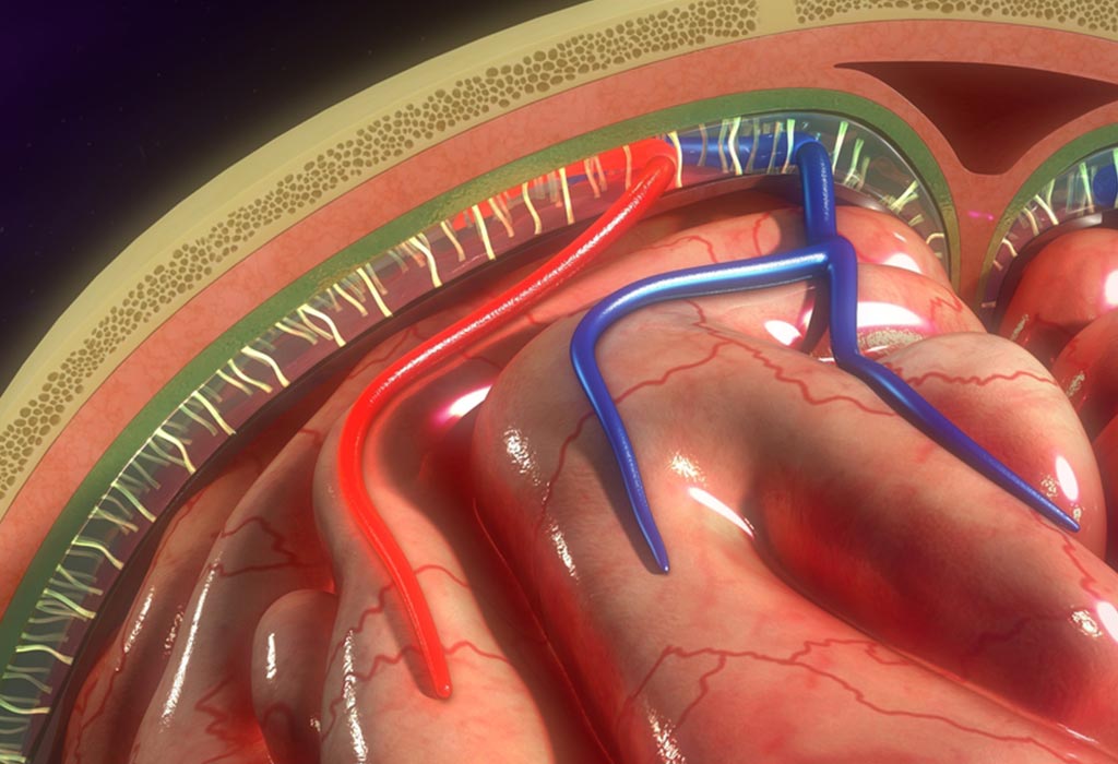 MENINGES