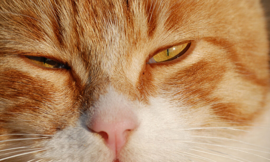 Maman voulait emprunter un chat orange pour une fête d’enfants 3 Maman voulait emprunter un chat orange pour une fête d’enfants