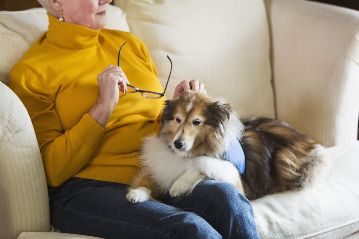 Chiens d'assistance psychiatrique pour troubles bipolaires 3 Chiens d'assistance psychiatrique pour troubles bipolaires