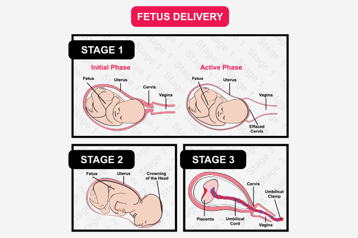 Placenta conservé