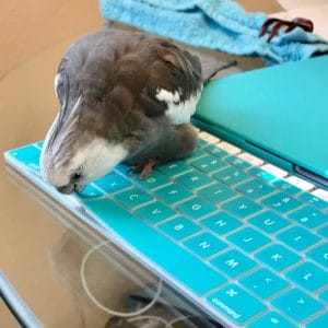 Quand le biais de négativité tourne mal 25 calopsitte mord clavier d'ordinateur portable