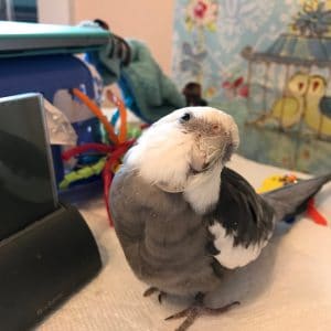 Qui a besoin de qui? Comment les animaux sont devenus des animaux 8 Calopsitte mignon