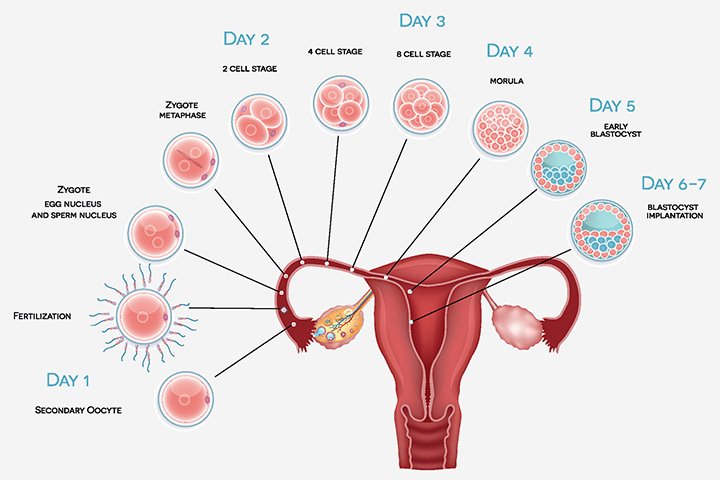 Symptômes d'implantation de grossesse