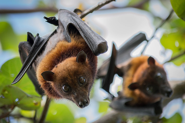 Virus Nipah