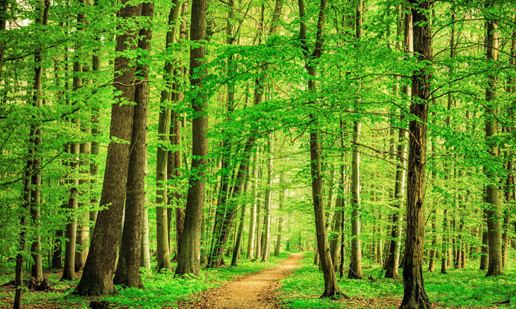 Trouver un chemin vers la paix