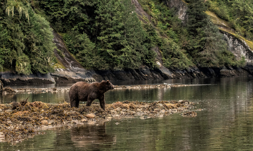 La «voix de maman» de la femme fait fuir l’ours