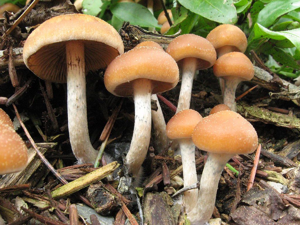 Combien de temps la psilocybine reste-t-elle dans votre système? 3 Combien de temps la psilocybine reste-t-elle dans votre système?