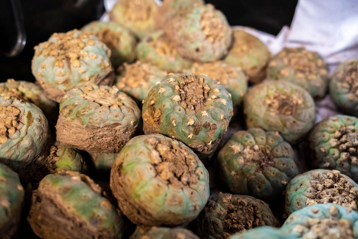 La mescaline est-elle un médicament nocif?