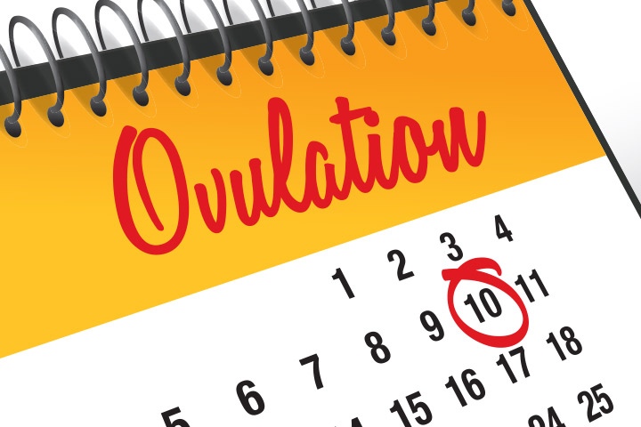 Est-ce que l'ovulation vous rend somnolent? Voici pourquoi vous vous sentez tellement épuisé.