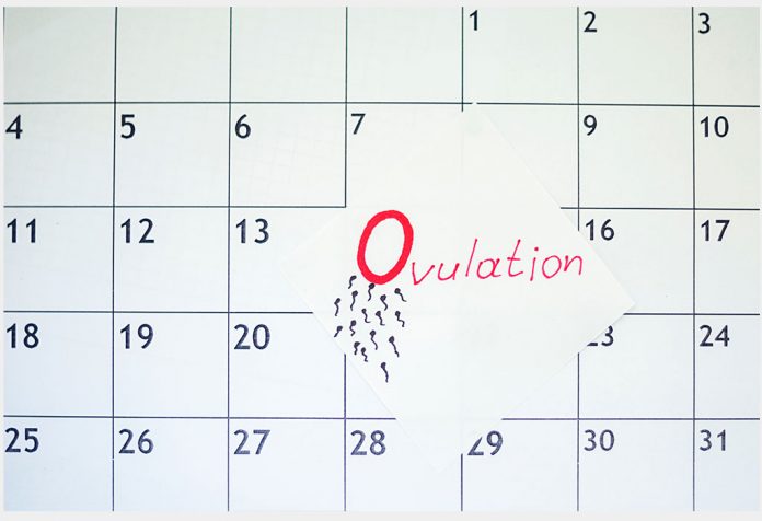 OVULATION OVULATION