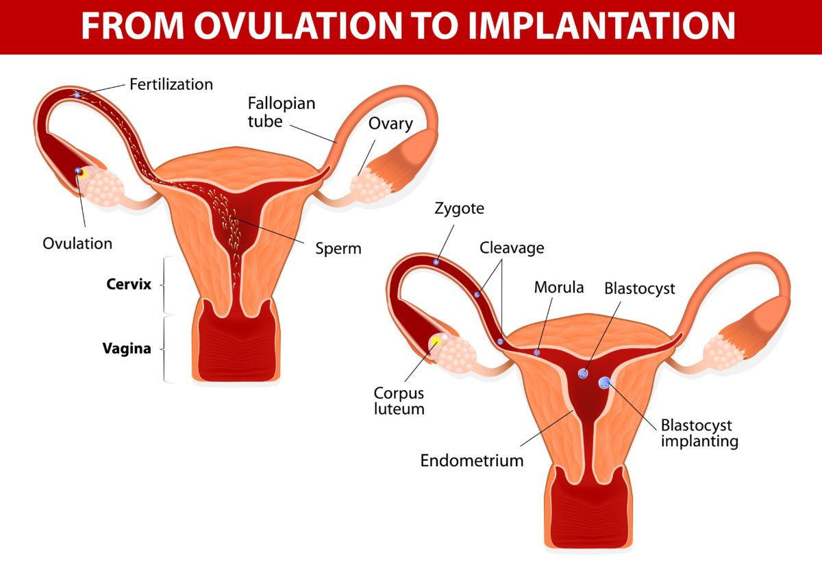 Qu'est-ce qu'un corpus luteum? Comment ça marche? Et qu'est-ce qui peut mal tourner?