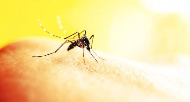 Mosquitoes