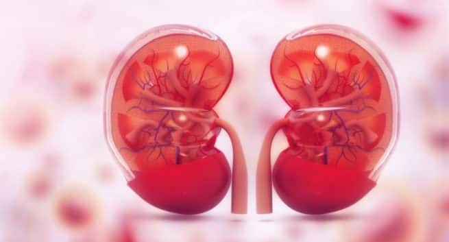 Centaur Pharmaceuticals & Kibow Biotech, USA, annoncent une alliance stratégique pour commercialiser Renadyl en Inde pour la maladie rénale chronique 4 kidneys