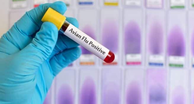 Grippe aviaire ou grippe aviaire: 5 faits importants à connaître 5 bird flu