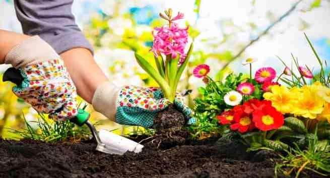 Le jardinage peut améliorer la santé et le bien-être mental des personnes âgées