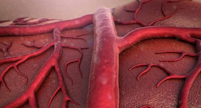 blood vessel