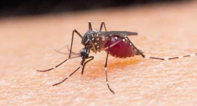 Cinq nouvelles cibles de vaccin antipaludique identifiées 4 mosquito dengue