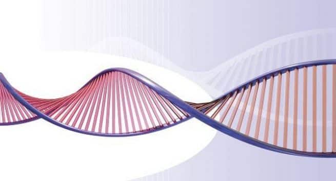 Réparer les ADN endommagés: les cellules humaines sont les premiers intervenants