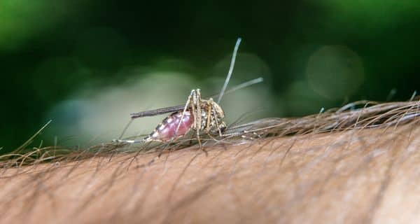 Un médecin du Bengale suspendu pour un message Facebook sur la dengue 5 Dengue and tea tree oil