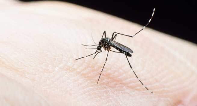Un vaccin expérimental contre le paludisme semble prometteur