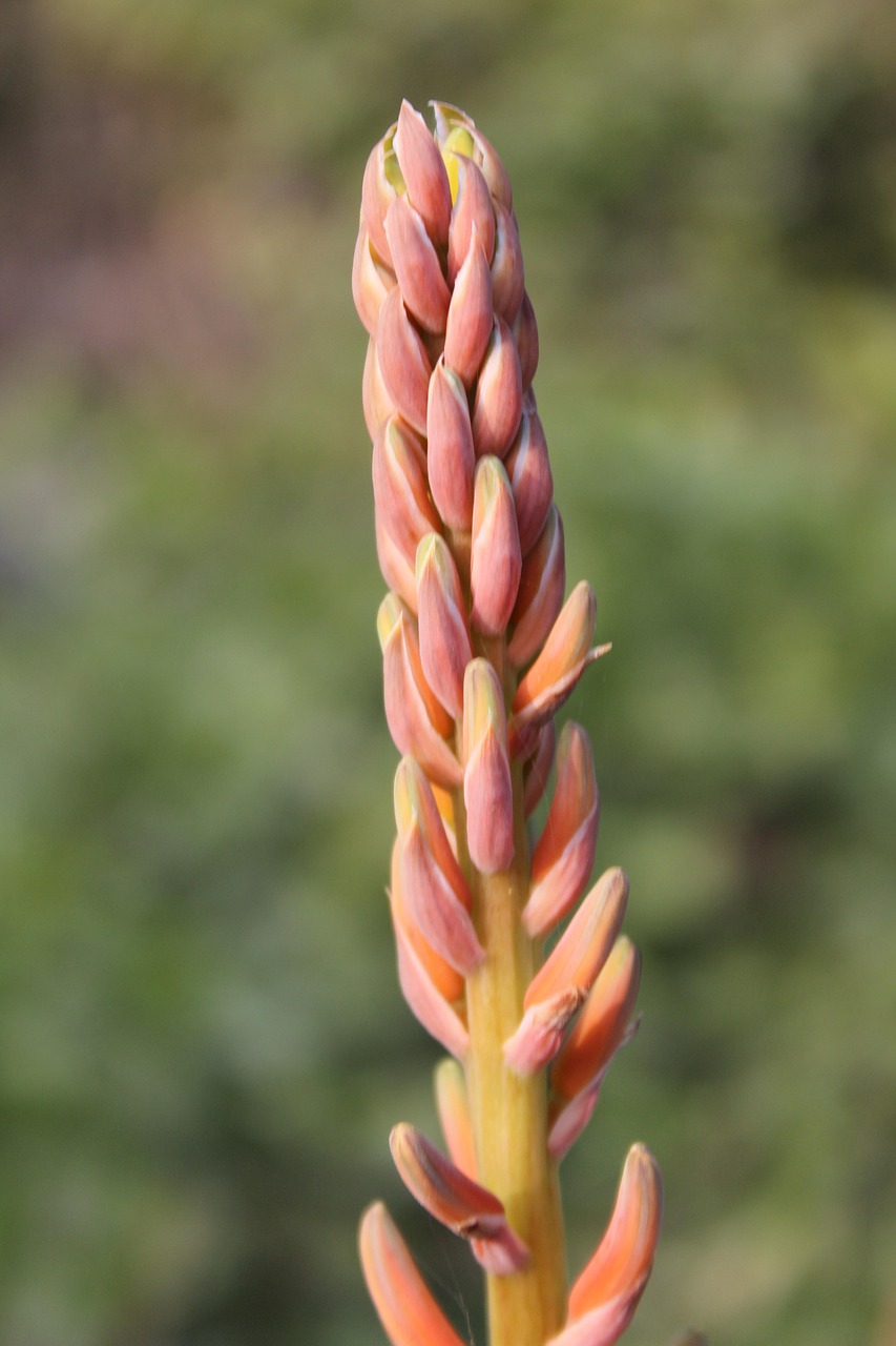 Aloe vera et grossesse : 5 bienfaits à découvrir absolument 16 aloe vera et grossesse