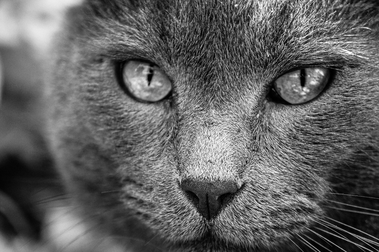 García 5 secrets pour réussir votre carrière rapidement 13 nom de famille espagnole