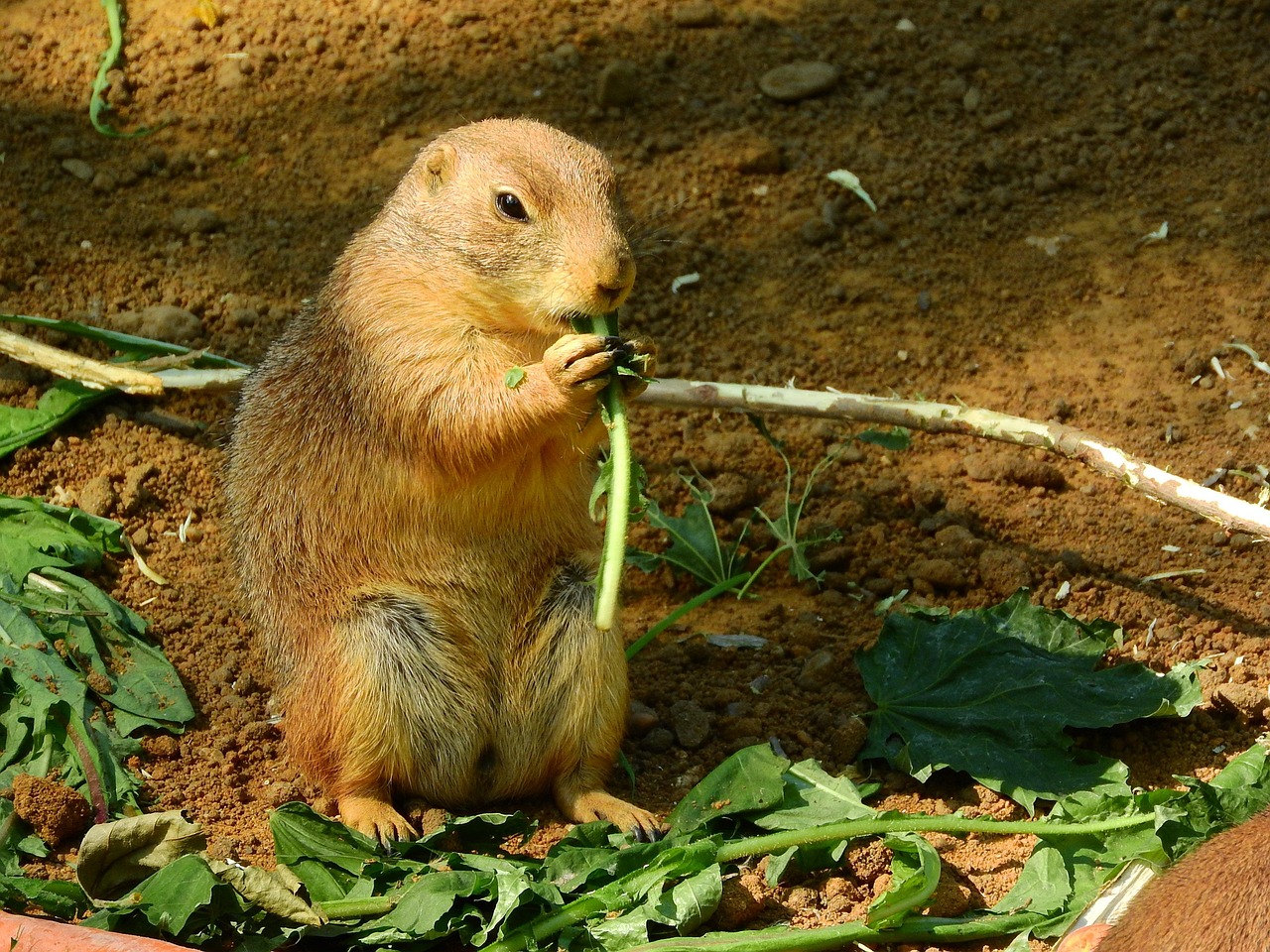 nom elfique